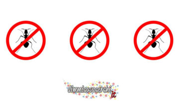 insetticida naturale formiche