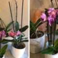 Orchidee: come curarle