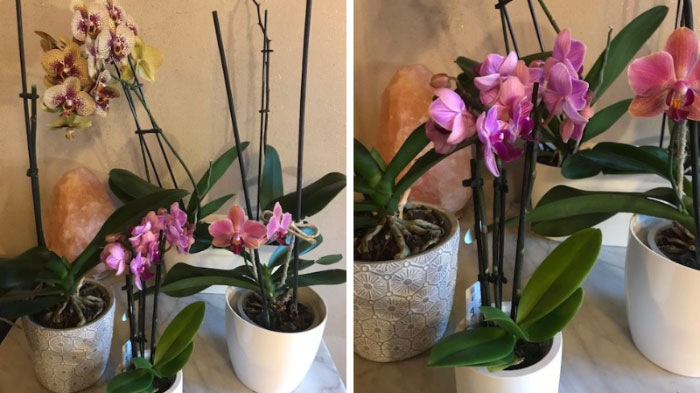 Orchidee: come curarle