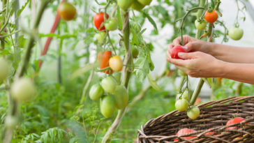 Come coltivare i pomodori in giardino