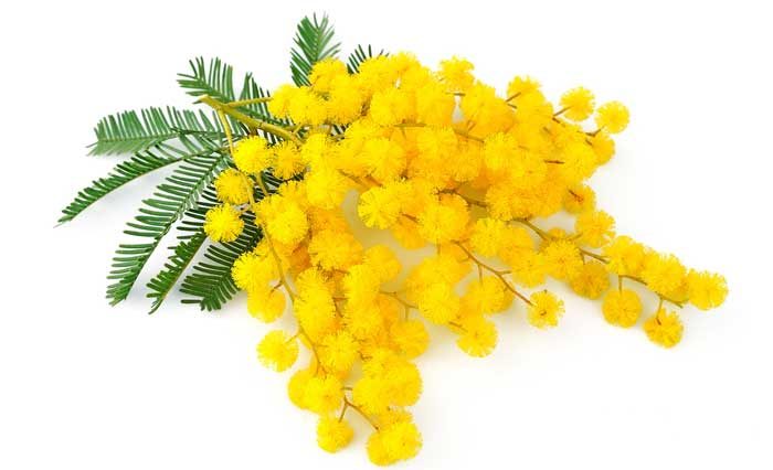 mimosa