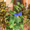 Tradescantia erba miseria