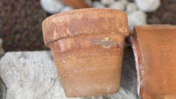 Come pulire i vasi di terracotta